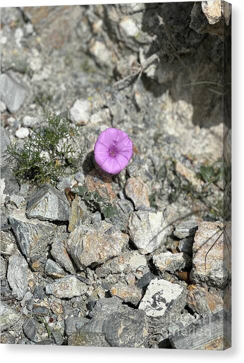 Amethyst Oasis in a Barren Landscape - Canvas Print