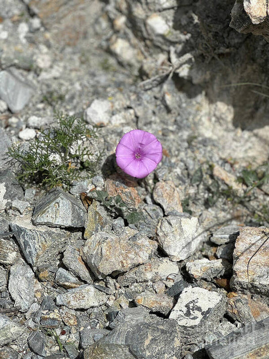 Amethyst Oasis in a Barren Landscape - Art Print