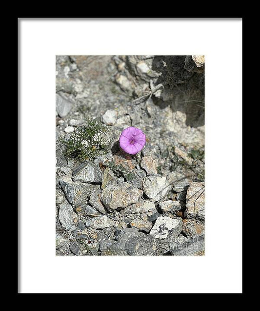 Amethyst Oasis in a Barren Landscape - Framed Print