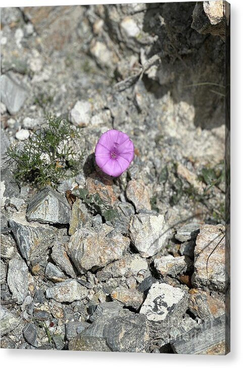 Amethyst Oasis in a Barren Landscape - Acrylic Print