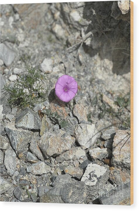 Amethyst Oasis in a Barren Landscape - Wood Print