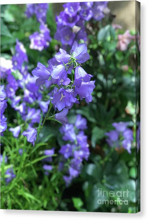 Campanula Bellflower Charm - Canvas Print