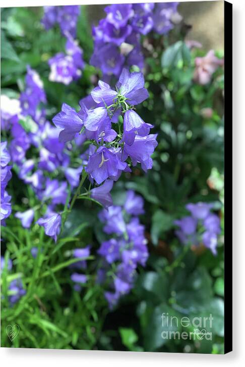 Campanula Bellflower Charm - Canvas Print