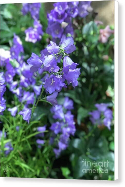 Campanula Bellflower Charm - Canvas Print