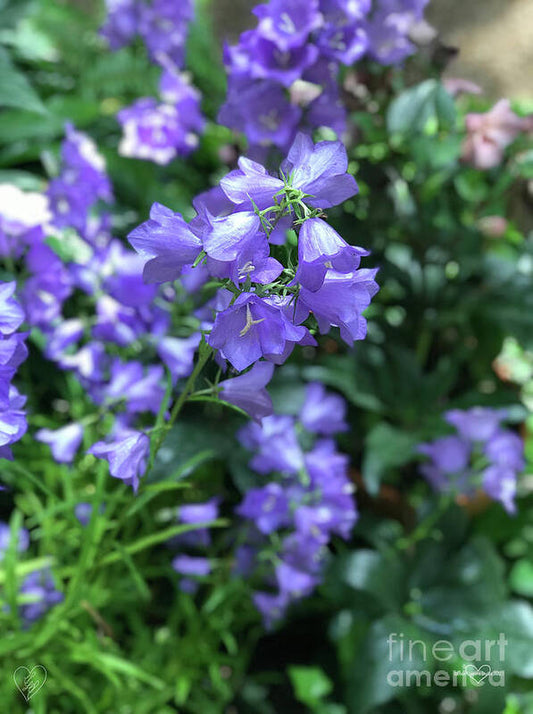 Campanula Bellflower Charm - Art Print