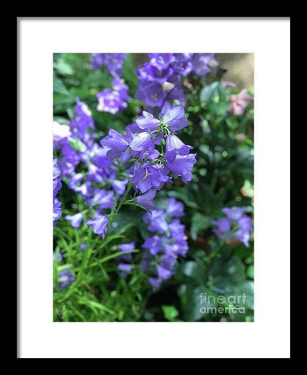 Campanula Bellflower Charm - Framed Print