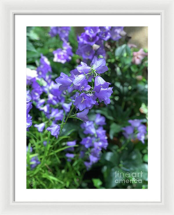 Campanula Bellflower Charm - Framed Print