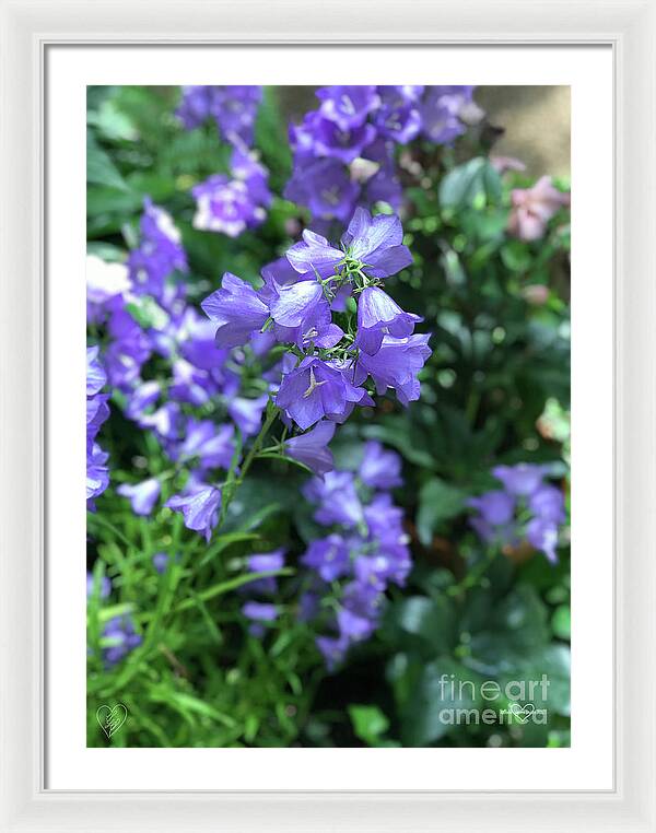 Campanula Bellflower Charm - Framed Print