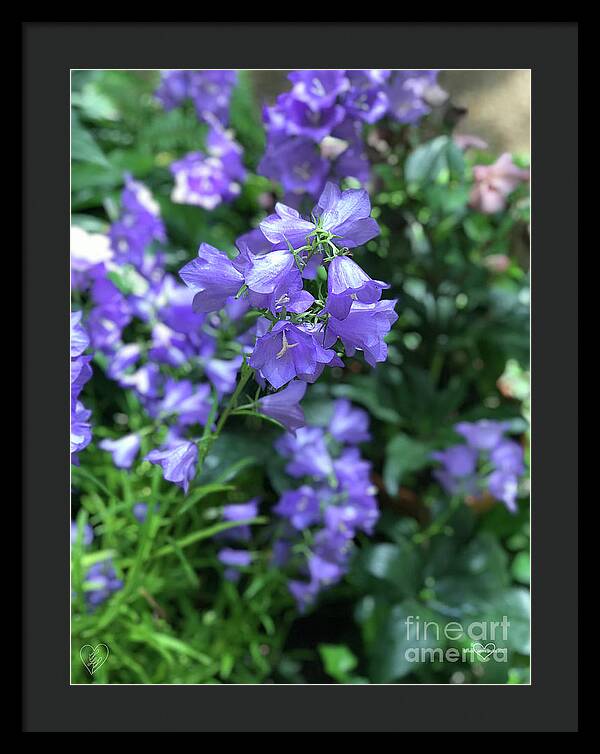 Campanula Bellflower Charm - Framed Print