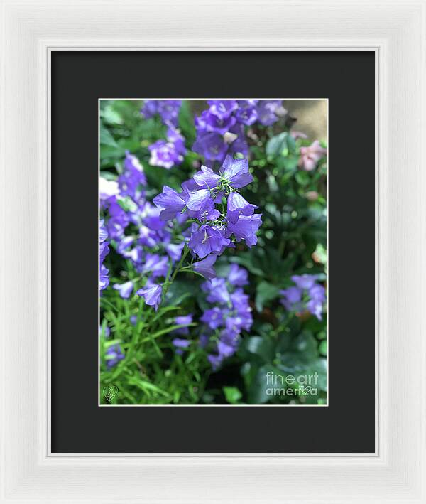 Campanula Bellflower Charm - Framed Print