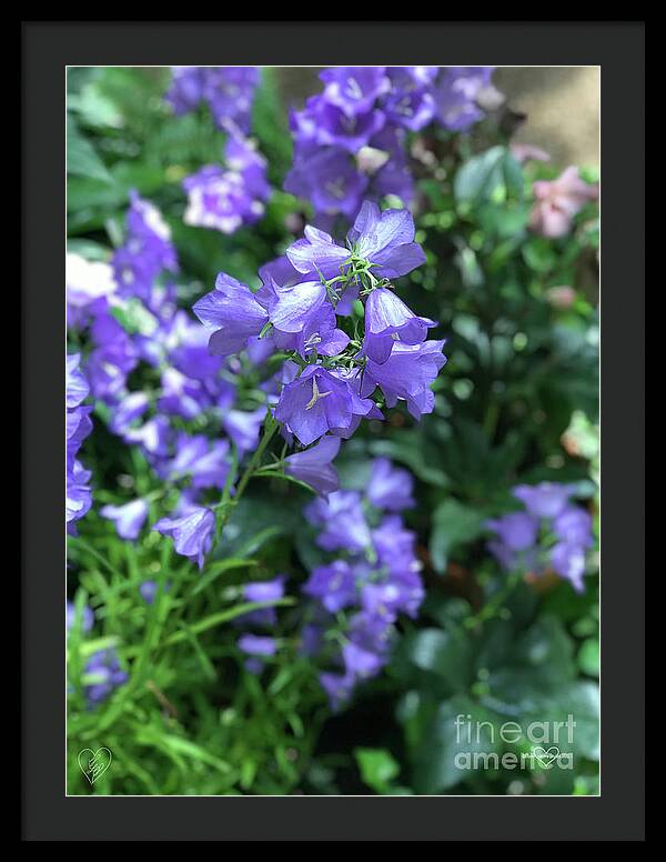 Campanula Bellflower Charm - Framed Print