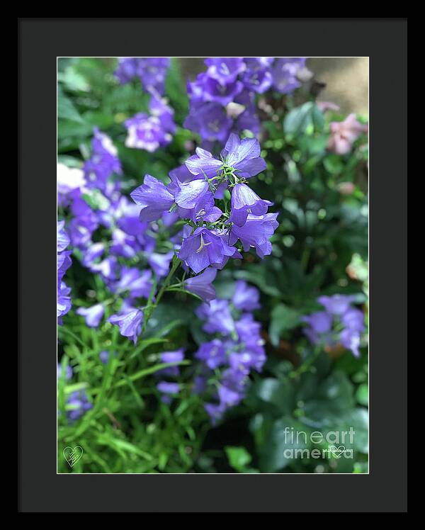 Campanula Bellflower Charm - Framed Print