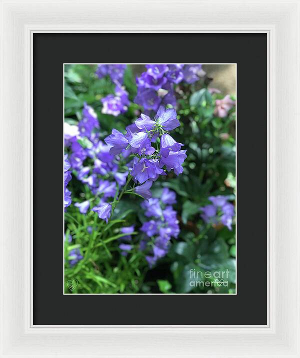 Campanula Bellflower Charm - Framed Print