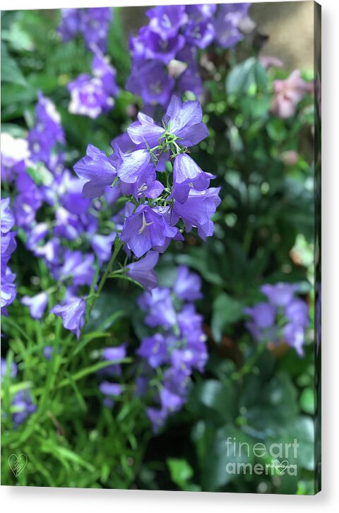 Campanula Bellflower Charm - Acrylic Print