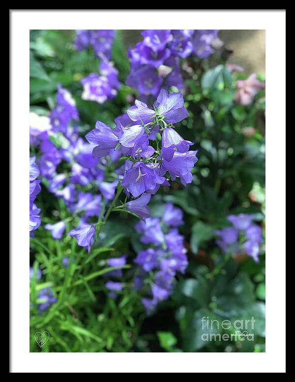 Campanula Bellflower Charm - Framed Print