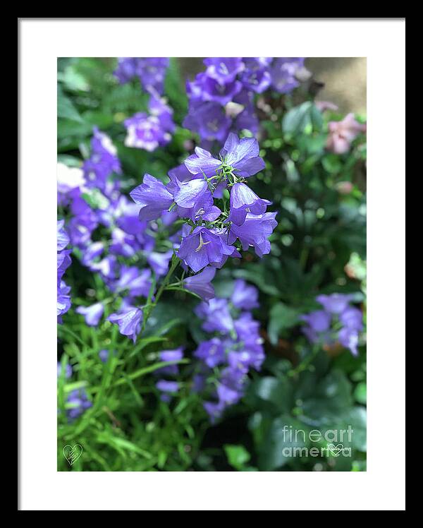 Campanula Bellflower Charm - Framed Print