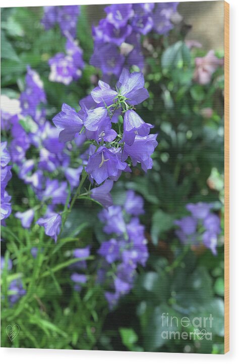 Campanula Bellflower Charm - Wood Print