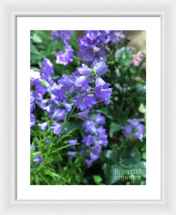 Campanula Bellflower Charm - Framed Print