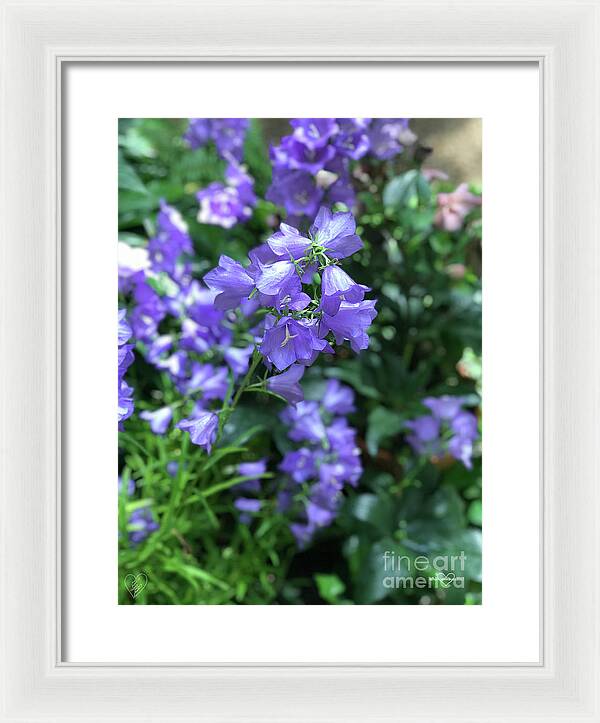 Campanula Bellflower Charm - Framed Print