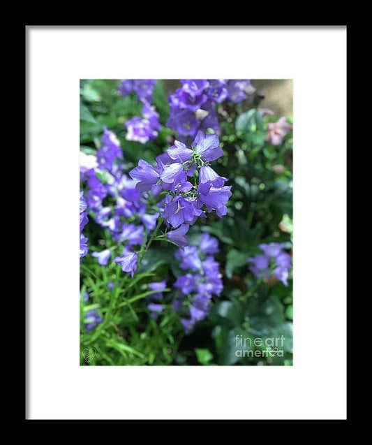 Campanula Bellflower Charm - Framed Print