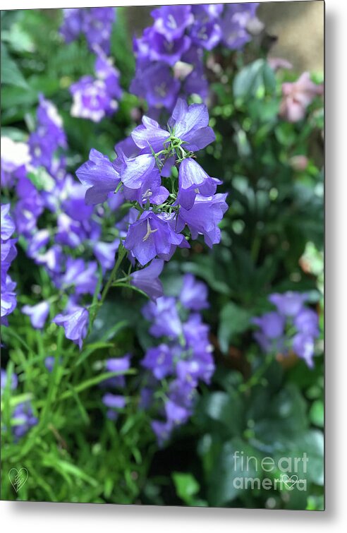 Campanula Bellflower Charm - Metal Print