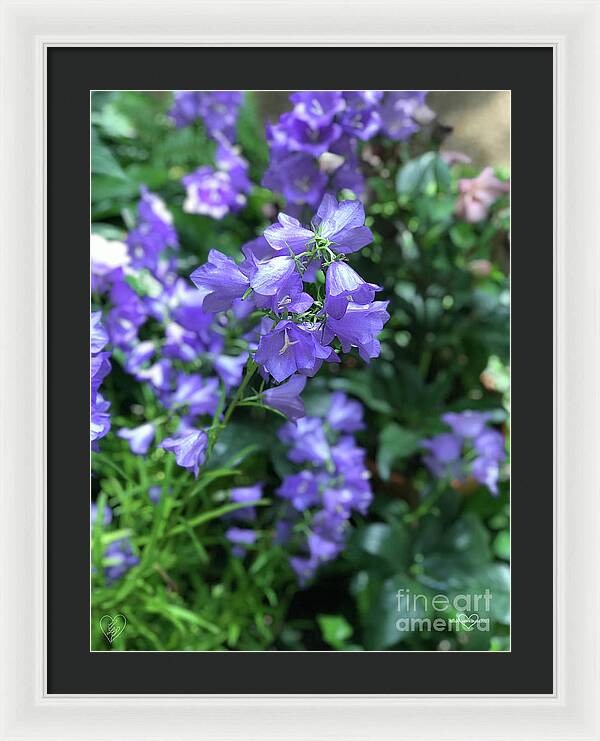 Campanula Bellflower Charm - Framed Print