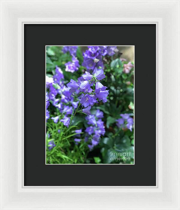 Campanula Bellflower Charm - Framed Print