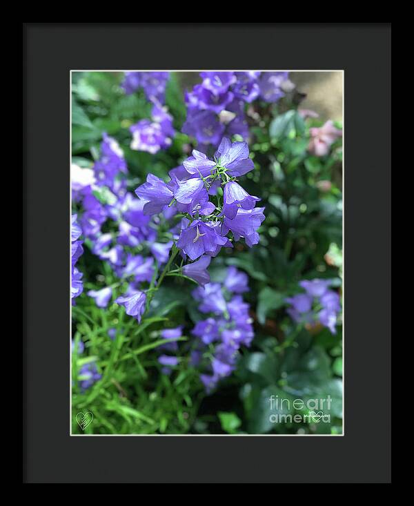 Campanula Bellflower Charm - Framed Print