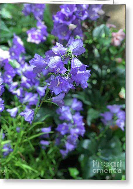 Campanula Bellflower Charm - Greeting Card