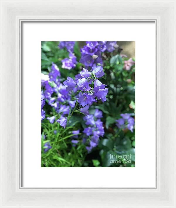 Campanula Bellflower Charm - Framed Print