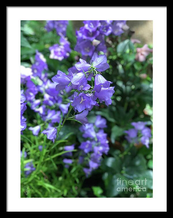 Campanula Bellflower Charm - Framed Print