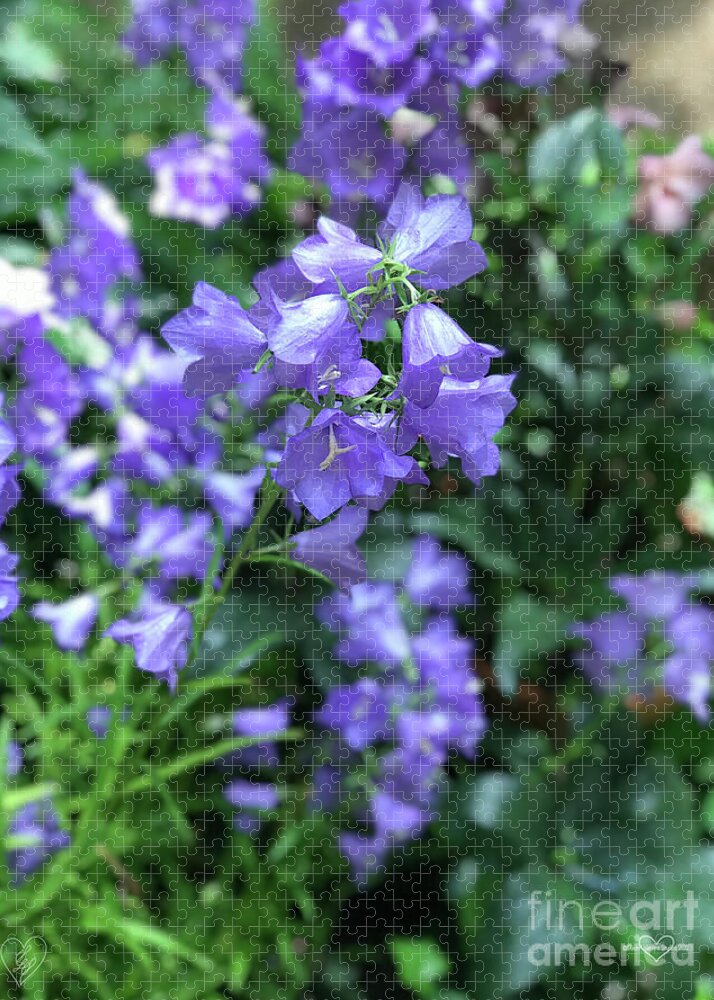 Campanula Bellflower Charm - Puzzle