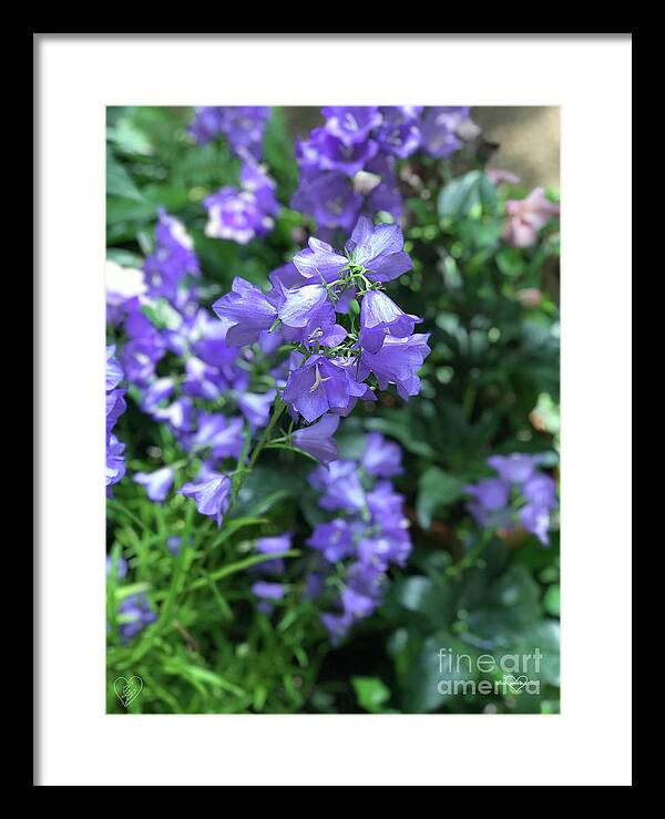 Campanula Bellflower Charm - Framed Print