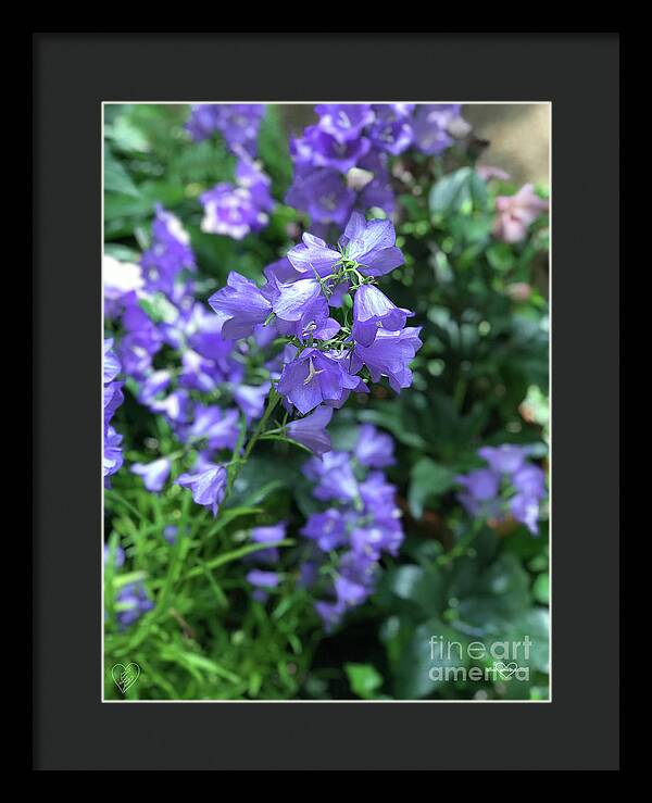 Campanula Bellflower Charm - Framed Print