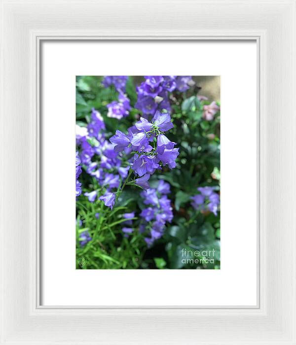 Campanula Bellflower Charm - Framed Print