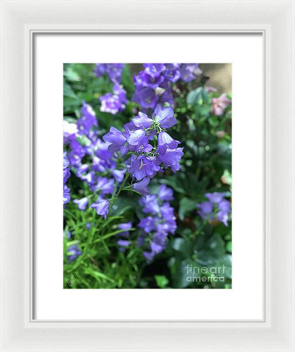 Campanula Bellflower Charm - Framed Print