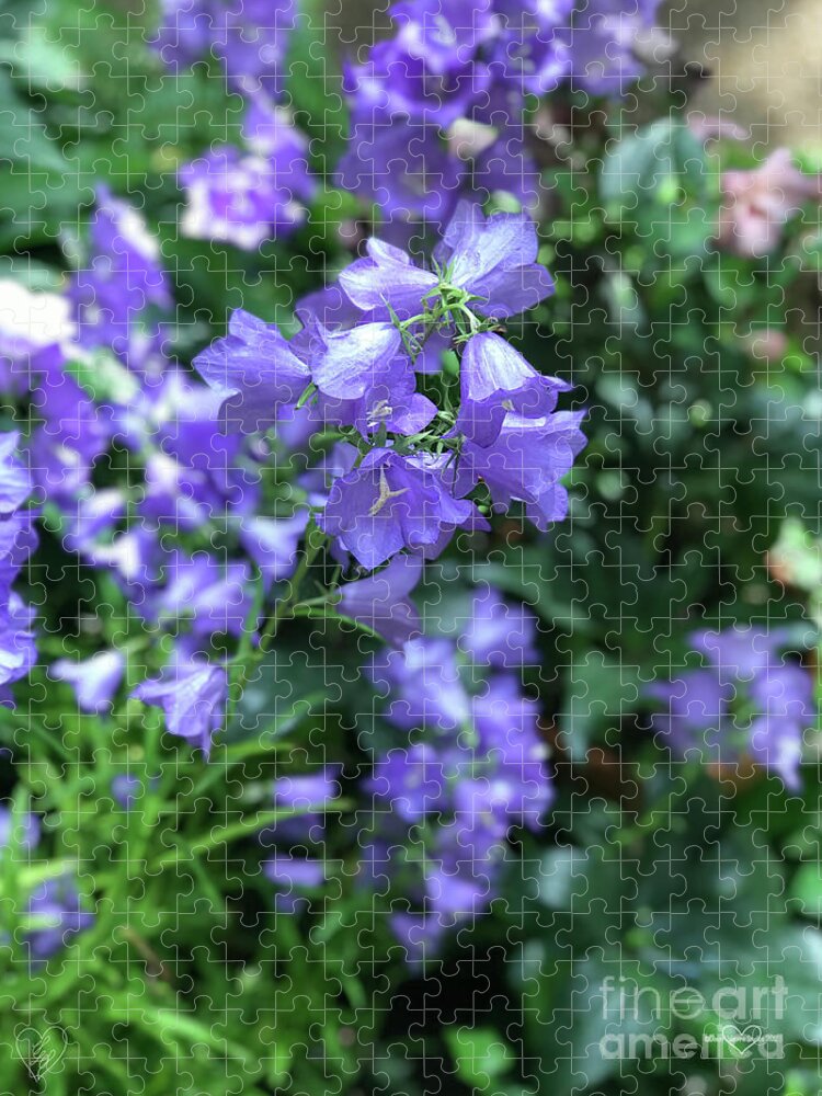 Campanula Bellflower Charm - Puzzle