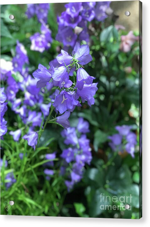 Campanula Bellflower Charm - Acrylic Print