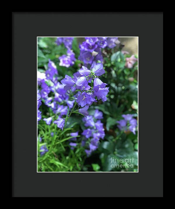 Campanula Bellflower Charm - Framed Print