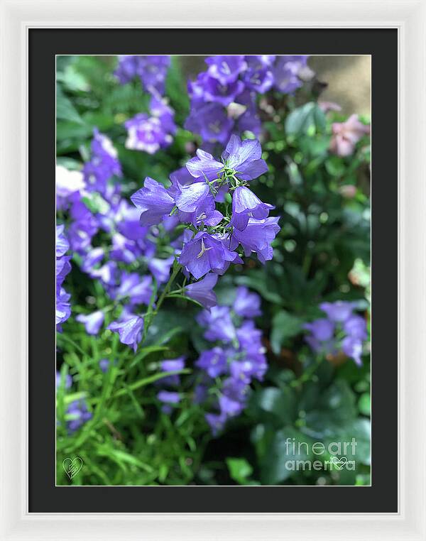 Campanula Bellflower Charm - Framed Print