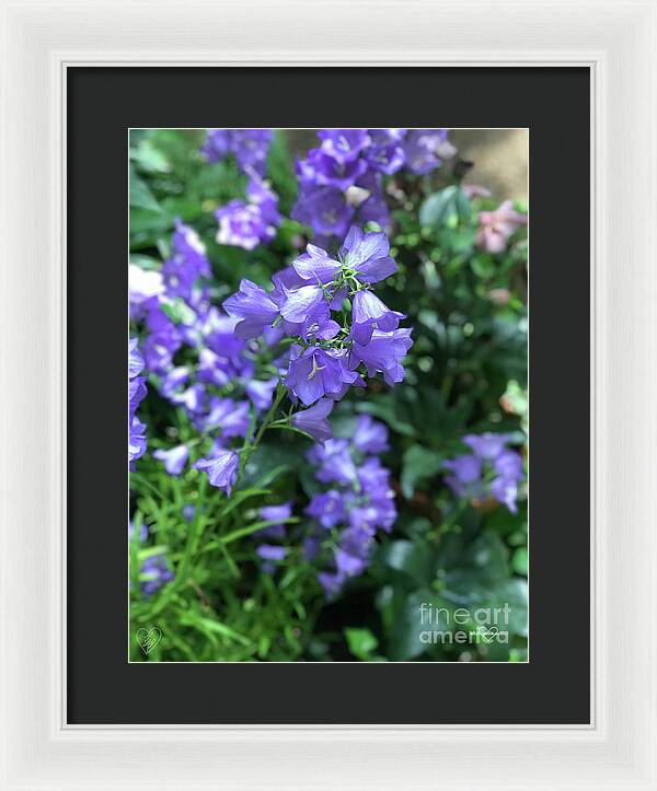 Campanula Bellflower Charm - Framed Print