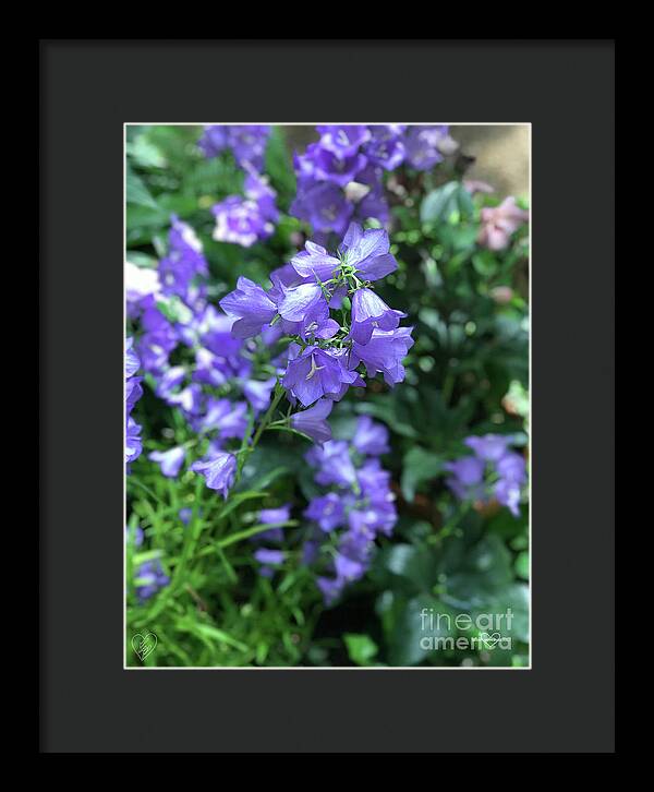 Campanula Bellflower Charm - Framed Print