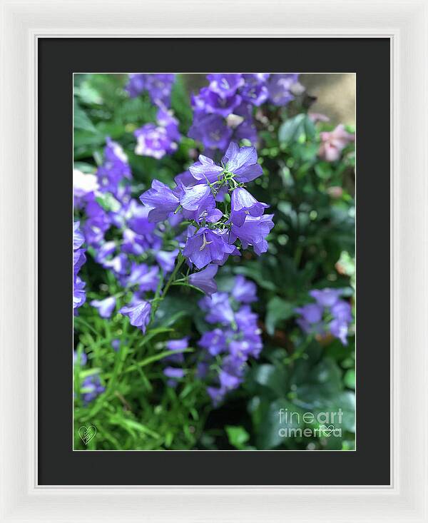 Campanula Bellflower Charm - Framed Print