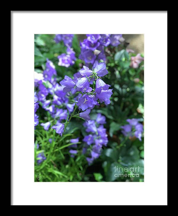 Campanula Bellflower Charm - Framed Print