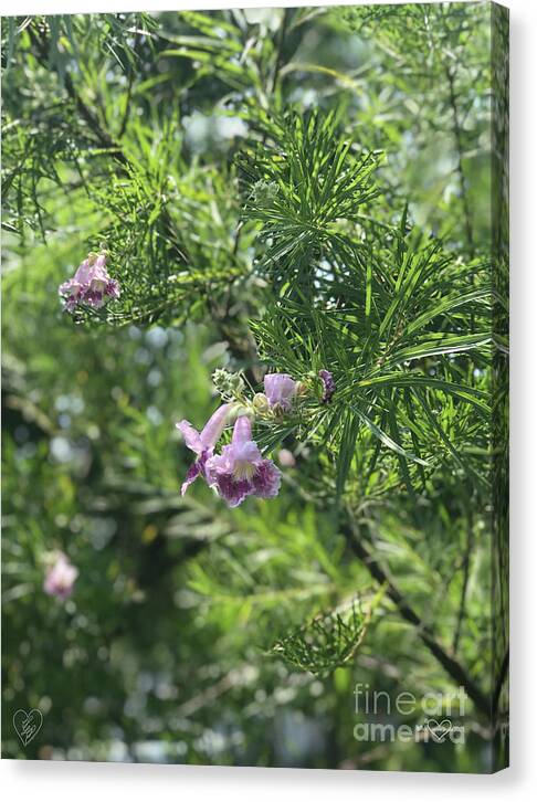 Desert Willow Whispers - Canvas Print