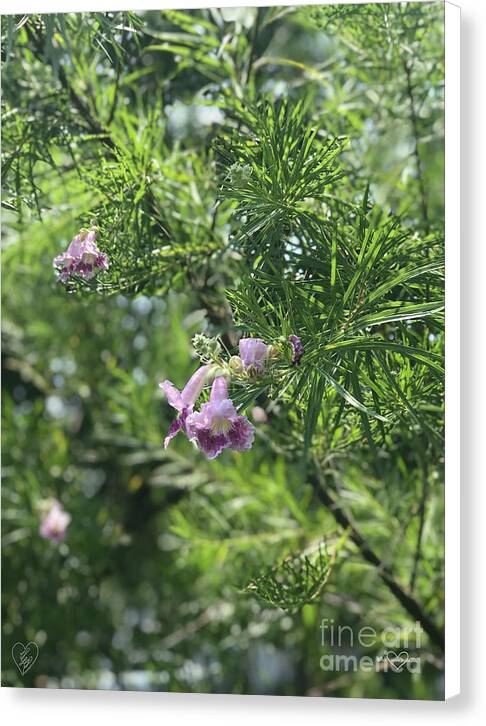 Desert Willow Whispers - Canvas Print