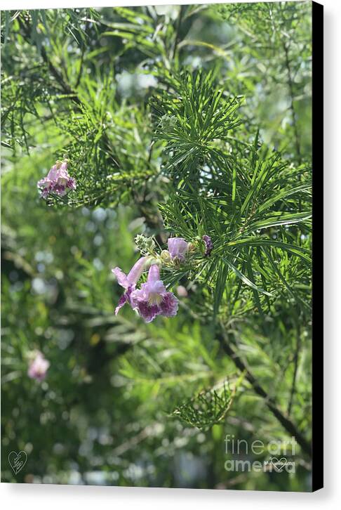 Desert Willow Whispers - Canvas Print