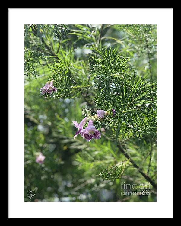 Desert Willow Whispers - Framed Print