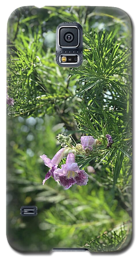 Desert Willow Whispers - Phone Case