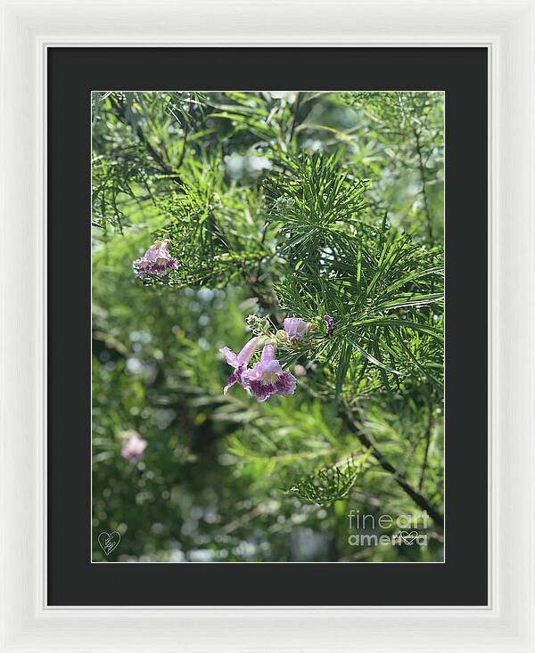 Desert Willow Whispers - Framed Print